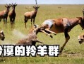 娱乐圈吃瓜羊了个羊,揭秘明星们的“羊群效应”