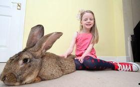 娱乐圈吃瓜第一线十尾兔